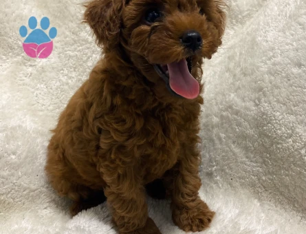 Kore Toy Poodle - 8721