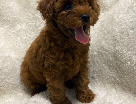 Kore Toy Poodle - 8721