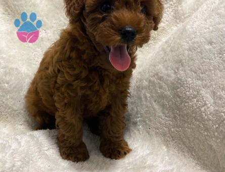 Kore Toy Poodle - 8721 - Görsel 3