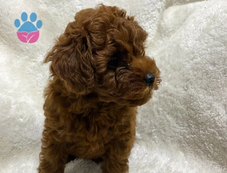 Kore Toy Poodle - 8721 - Görsel 4