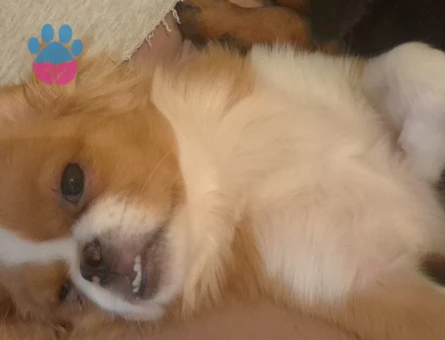 Dişi Pekingese - 8723 - Görsel 2