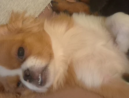 Dişi Pekingese - 8723
