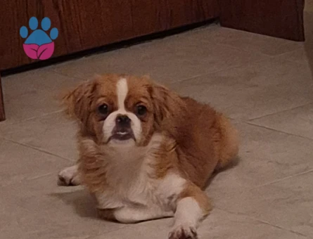 Dişi Pekingese - 8723 - Görsel 3