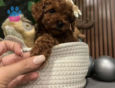 SAFKAN VE IRK POODLE YAVRULARI - 8725