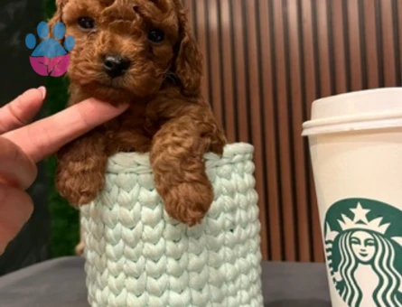 SAFKAN VE IRK POODLE YAVRULARI - 8725 - Görsel 3