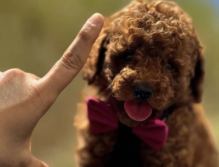 MUHTEŞEM KALİTE TOY POODLE YAVRULARI - 8726