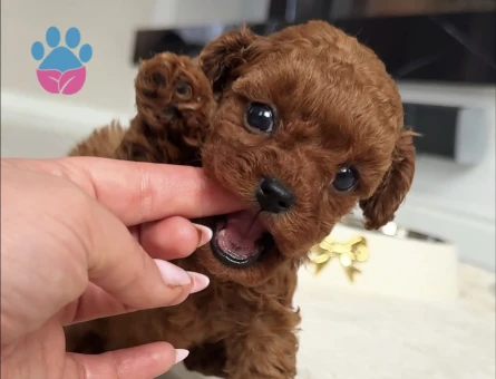 SHOV KALİTE KORE KAN POODLE YAVRULARI - 8728 - Görsel 3
