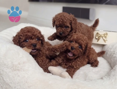 SHOV KALİTE KORE KAN POODLE YAVRULARI - 8728