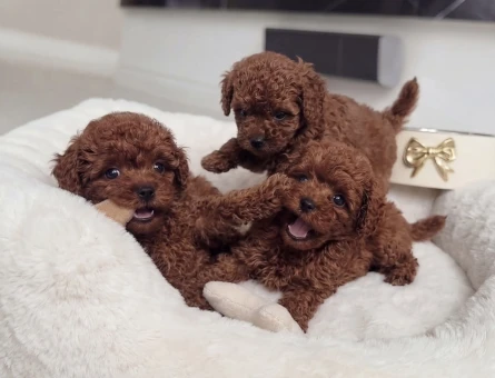 SHOV KALİTE KORE KAN POODLE YAVRULARI - 8728