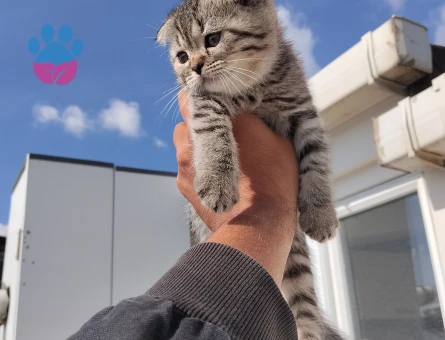 MÜKEMMEL A KALİTE SCOTTİSH BEBEKLER - 8381 - Görsel 2