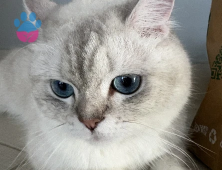 1 Yaşında British Shorthair Yuva Arıyor - 8729 - Görsel 2