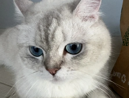 1 Yaşında British Shorthair Yuva Arıyor - 8729