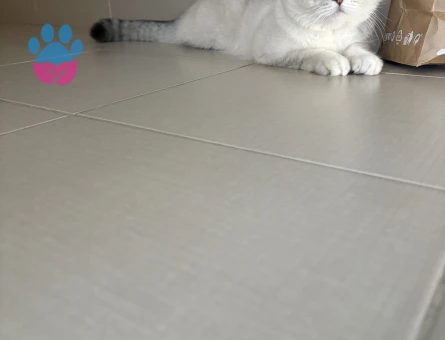 1 Yaşında British Shorthair Yuva Arıyor - 8729 - Görsel 3