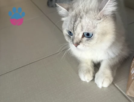 1 Yaşında British Shorthair Yuva Arıyor - 8729 - Görsel 5