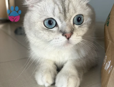 1 Yaşında British Shorthair Yuva Arıyor - 8729 - Görsel 4