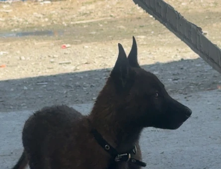 Safkan belçika kurdu 2 aylık - 8730
