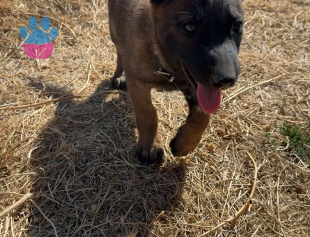 Safkan belçika kurdu 2 aylık - 8730 - Görsel 3