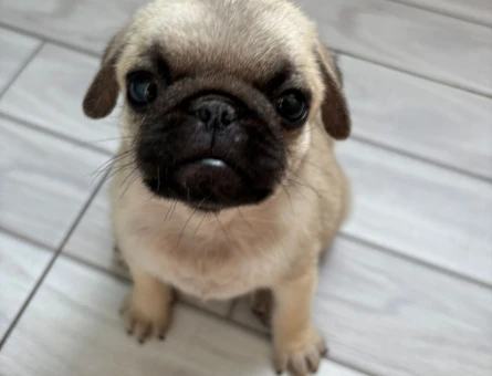 Tuvalet Eğitimli Aşılı Pug - 8732