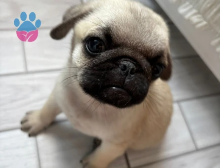 Tuvalet Eğitimli Aşılı Pug - 8732 - Görsel 3
