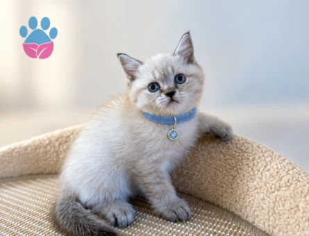 British Shorthair Lynx Point Erkek Maviş Yavrumuz - 8733