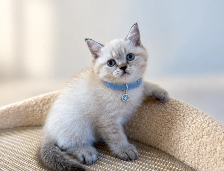 British Shorthair Lynx Point Erkek Maviş Yavrumuz - 8733