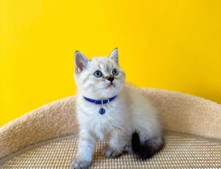 British Shorthair Lynx Point Erkek Kedimiz 2 Aylık - 8734