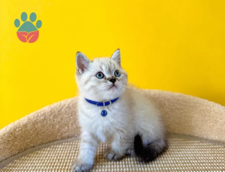 British Shorthair Lynx Point Erkek Kedimiz 2 Aylık - 8734 - Görsel 3