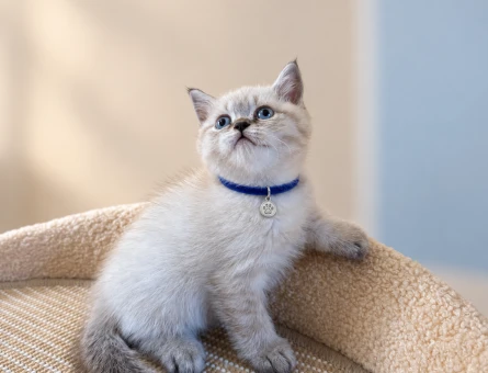 British Shorthair Point Erkek Yavrumuz - 8735
