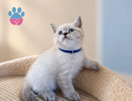 British Shorthair Point Erkek Yavrumuz - 8735 - Görsel 2