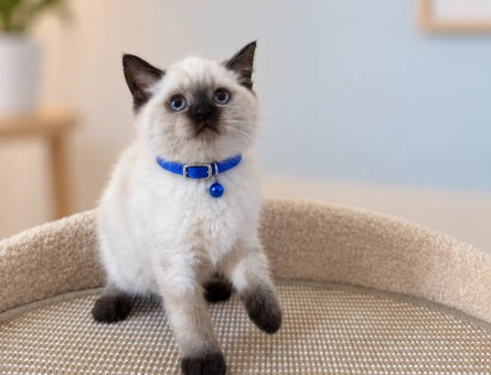 Nadir Rengiyle British Shorthair Çikolata Erkek Yavrumuz - 8736