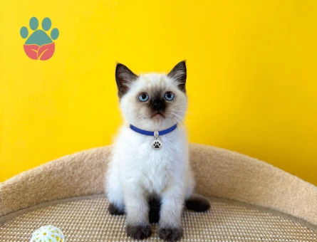 British Shorthair Çikolata Point Erkek Yavrumuz - 8737