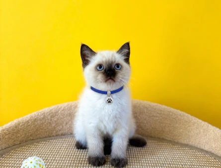British Shorthair Çikolata Point Erkek Yavrumuz - 8737