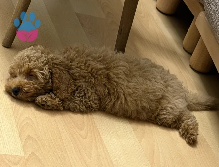 Toy poodle - 8742 - Görsel 3