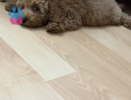 Toy poodle - 8742