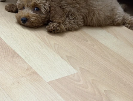Toy poodle - 8742