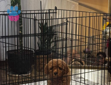 Toy poodle - 8742 - Görsel 4