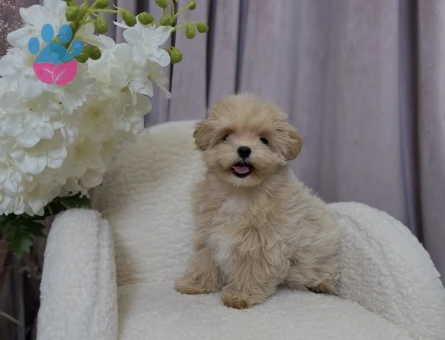 Hem minik Hem Sevimli Maltipoo Yavrular - 8743