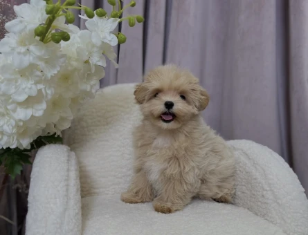 Hem minik Hem Sevimli Maltipoo Yavrular - 8743