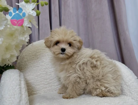 Hem minik Hem Sevimli Maltipoo Yavrular - 8743 - Görsel 3