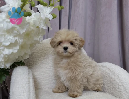 Hem minik Hem Sevimli Maltipoo Yavrular - 8743 - Görsel 4