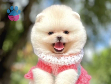 Ayıcık Suratlı Boo Pomeranian Bebekler - 8744