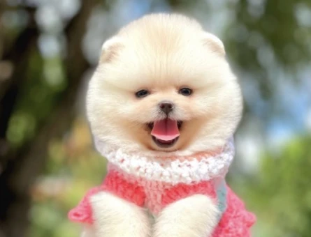 Ayıcık Suratlı Boo Pomeranian Bebekler - 8744