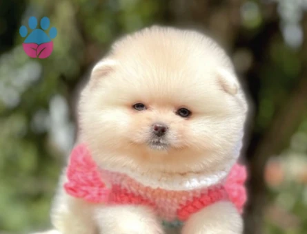 Ayıcık Suratlı Boo Pomeranian Bebekler - 8744 - Görsel 3