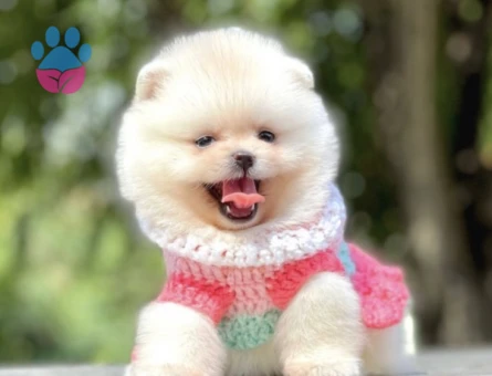 Ayıcık Suratlı Boo Pomeranian Bebekler - 8744 - Görsel 4
