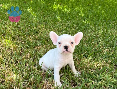 Kalite tesadüf değildir french bulldog yavrularımız yeni yuvalarını arıyor - 8748 - Görsel 2