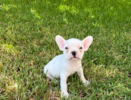Kalite tesadüf değildir french bulldog yavrularımız yeni yuvalarını arıyor - 8748