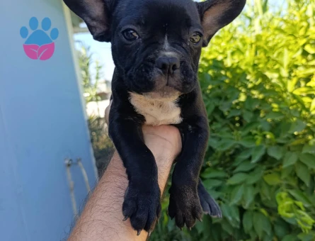 Kalite tesadüf değildir french bulldog yavrularımız yeni yuvalarını arıyor - 8748 - Görsel 3