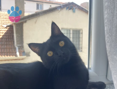 Siyah tekir kedi - 8749