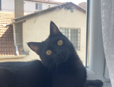 Siyah tekir kedi - 8749