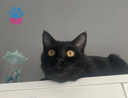 Siyah tekir kedi - 8749 - Görsel 3